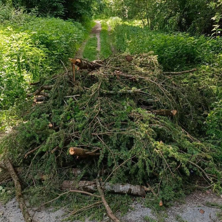 Dépôt de branches sur chemin 