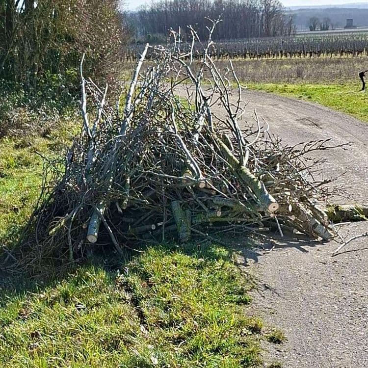 Tass de branches
