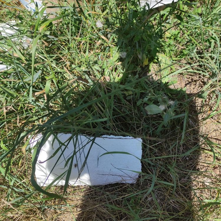 Plastique polystyrène carton dechets vert 
