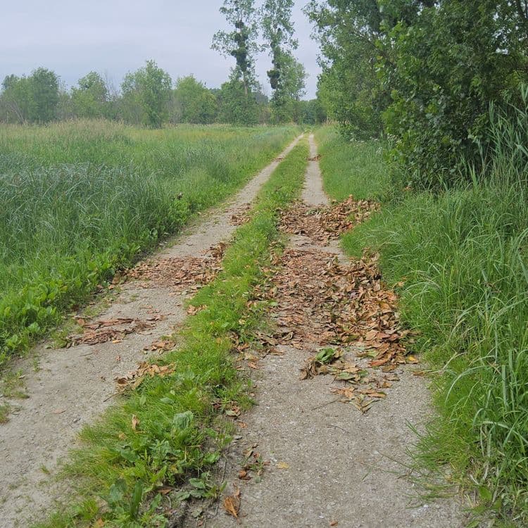 Décharge sauvage. 2m3 de gravats de démolition, pierres,tuiles, mortier.
1m3 de déchets verts, taille laurier ? 
