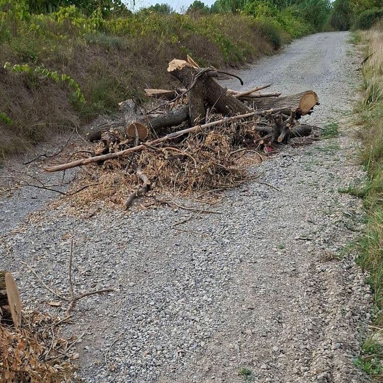 Dépôt sauvage de bois bloquant le passage