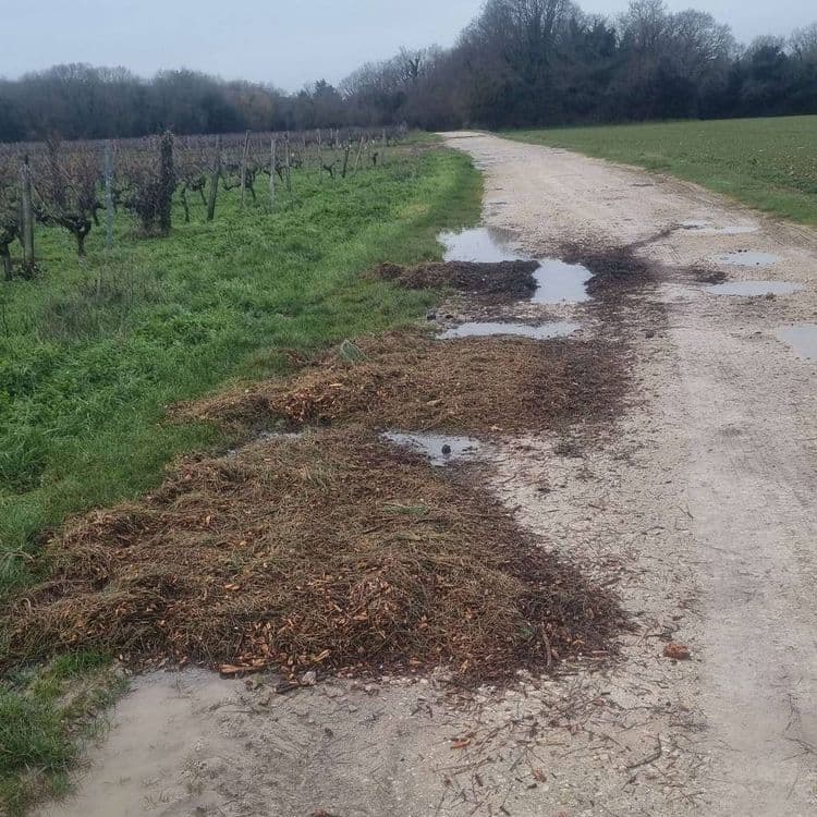 Déchets verts vidés dans le chemin de Pierre-Levée 