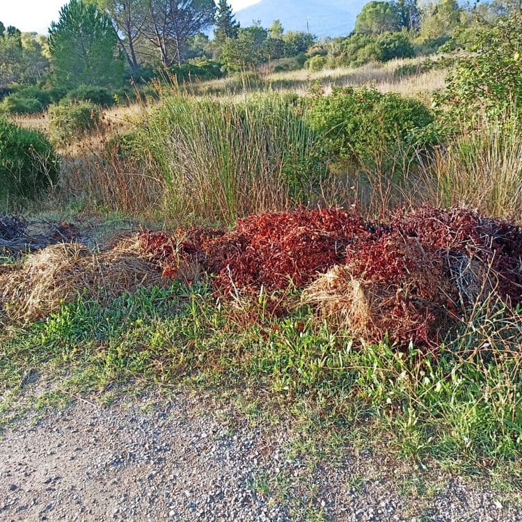 Déchets verts 