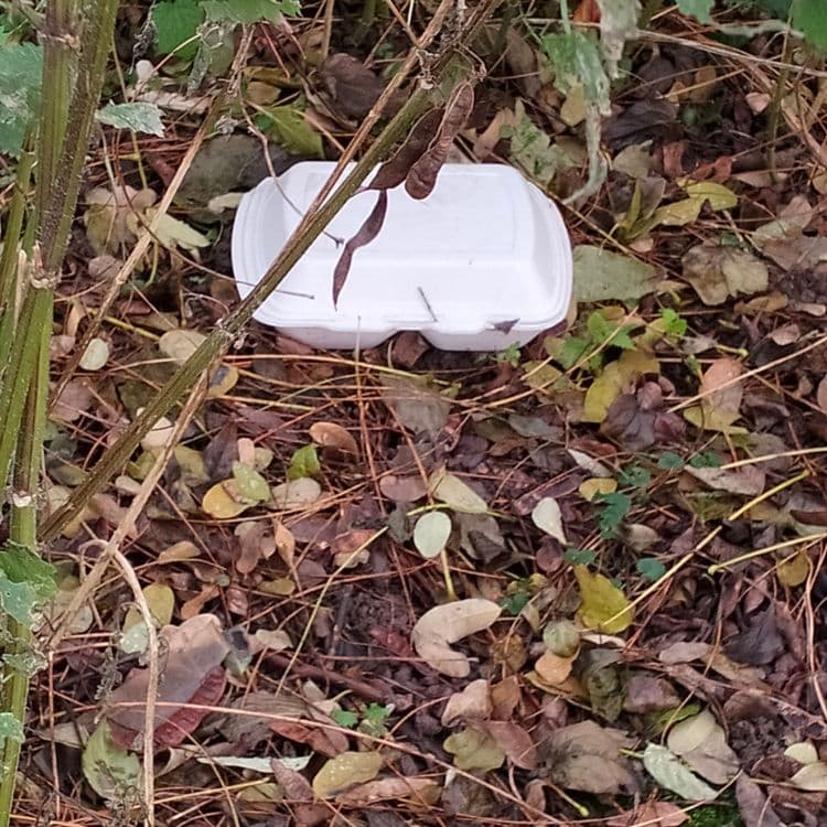 Déchets divers dans un bois jouxtant un parking public 