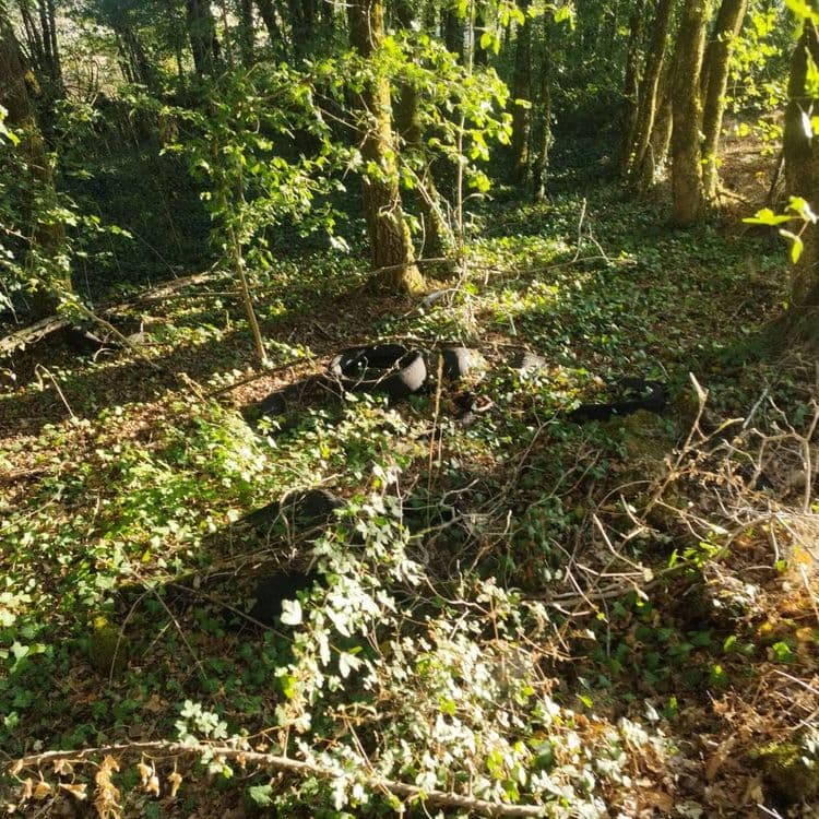 Dépôt de pneus dans le bois le Long du chemin 
