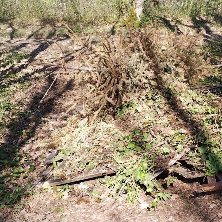 Vieilles plaques brise-vue en bois, sapin de Noël, lierre coupé, pots de fleur...
L'emplacement du tas est le long du sentier de randonnée de Puymerle. 