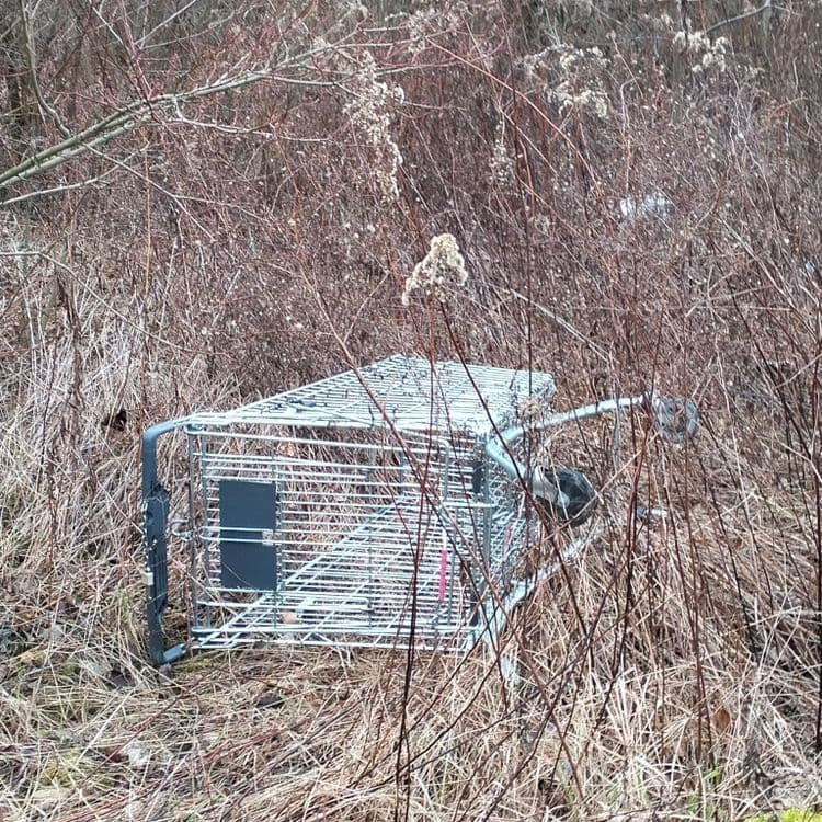 Un caddie abandonné dans un bois à proximité d'un campus universitaire 