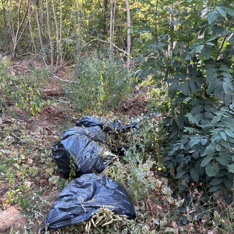 Sac poubelle avec végétaux 


