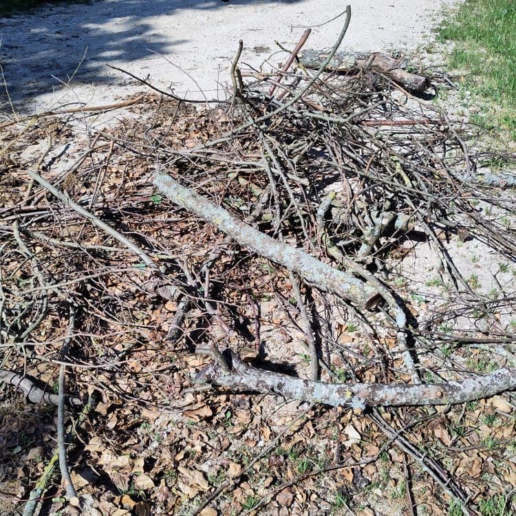 Dépôt de taille d'arbre. 