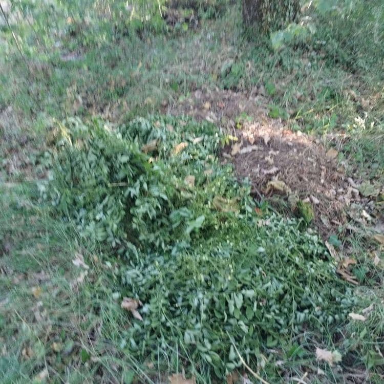 Dépôt de déchets verts 
Dépôt récent
 