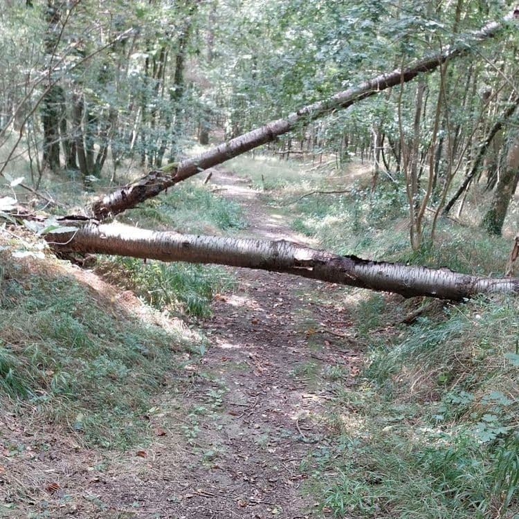 Arbre tombé barrant le chemin piéton et VTT