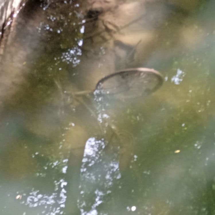 Y a un vélo à sortir de l'eau au niveau de l'espace 3000 de Cognac 