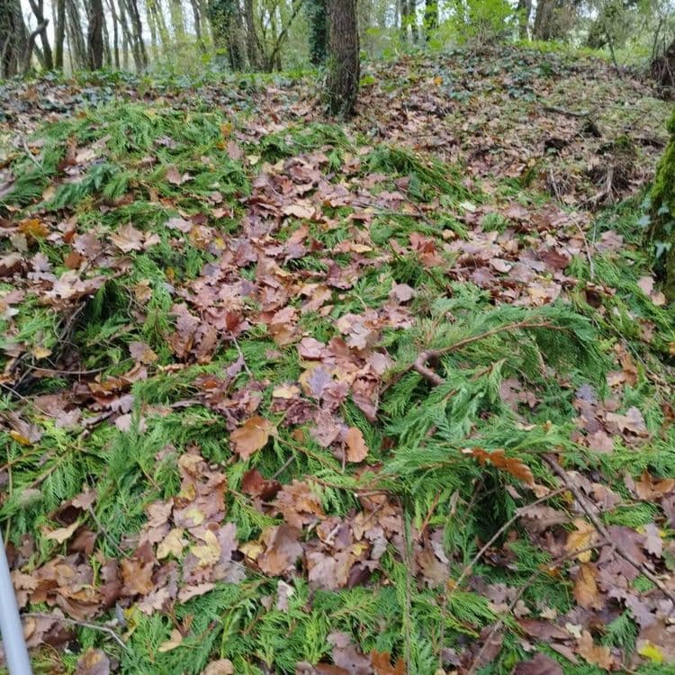 Déchets verts 