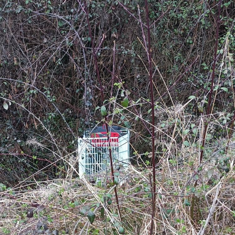 Au chemin de la scierie à Bonne !

Un chariot de supermarché  en métal et en plastique.  Son poids est estimé à environ 8 kg.  La quantité est de 1.

 constitué de branchages piquants et ruisseau en bas.
Ps:Venir a deux minimum bien équipé car en solo blessures  assurée et pas d'avancé !
