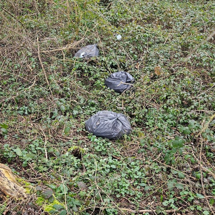 Déchets ménager en contrebas du chemin