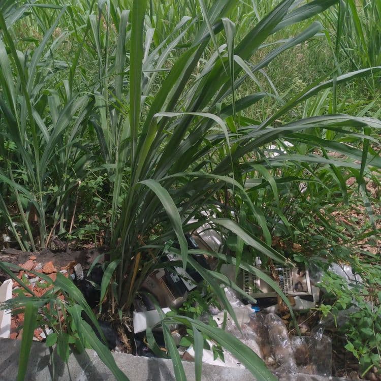 Están depositando basura en campo verde y esta esta siendo tapada por el pasto.