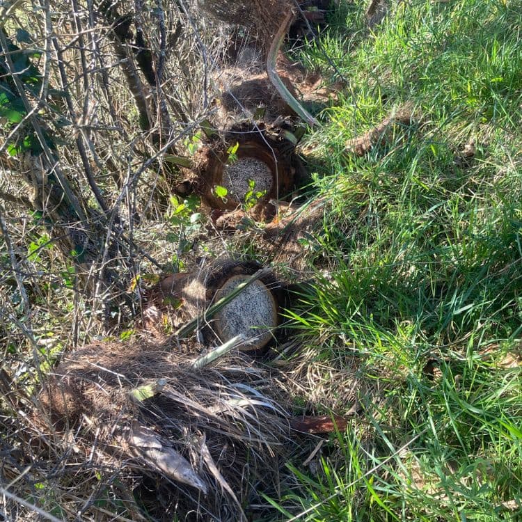 Déchets observés :

Il s'agit tronc d'arbre probablement palmier coupés à la base.  Le diamètre des sections coupées 30cm. 12 pieces, estimation poids de 100kgs total.



