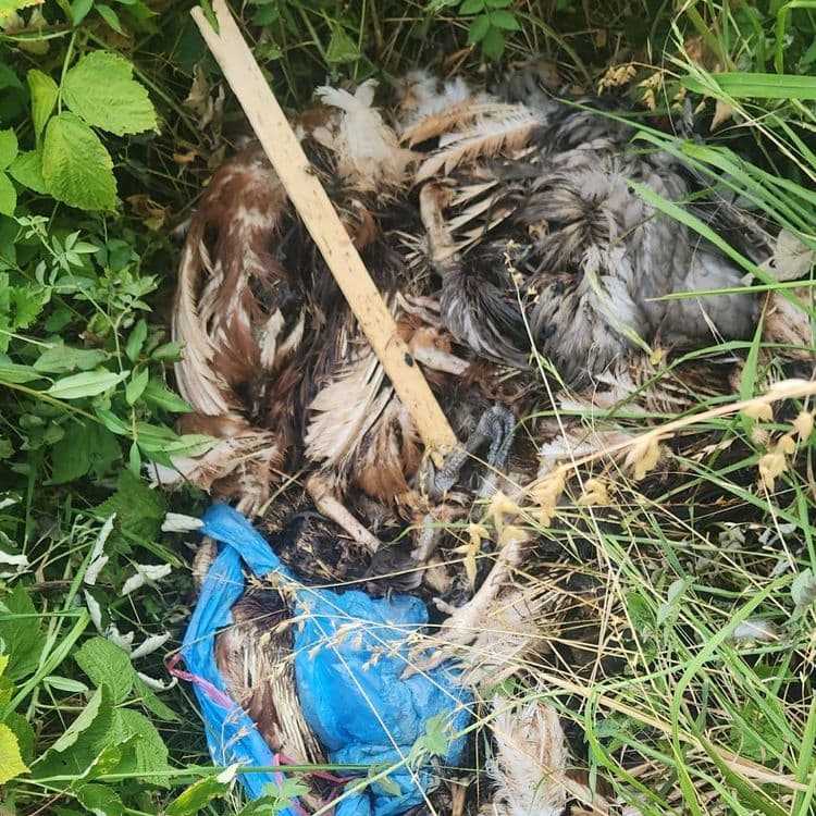 Carcasses de volailles 