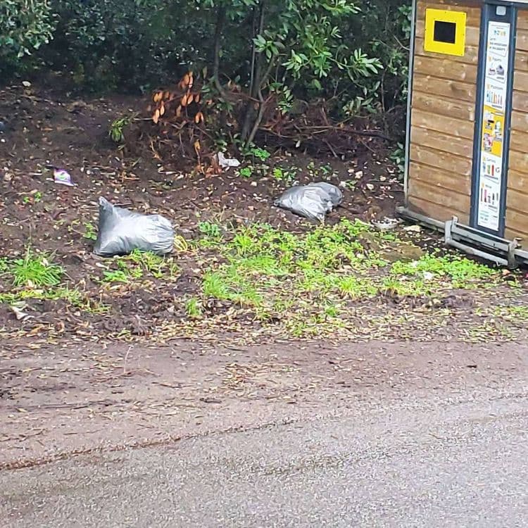 Poubelles cachées derrière les conteners et éventrées 