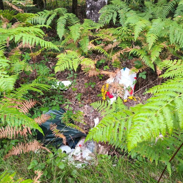 Déchets dans la forêt 