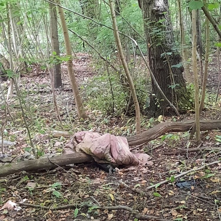 Détritus éparpillés dans tout le bois, vieux dépôts parfois sous les feuilles décomposées ou le lierre...