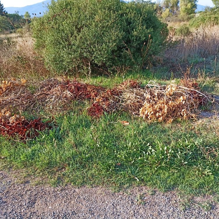 Branches dechets