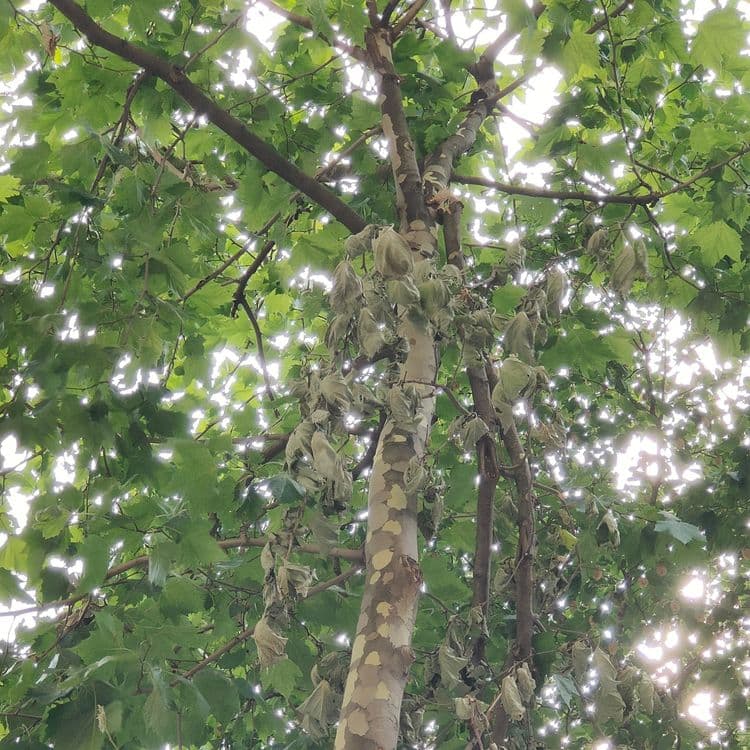 Bonjour. Chutes de branches potentielles au 12 boulevard Barbès 