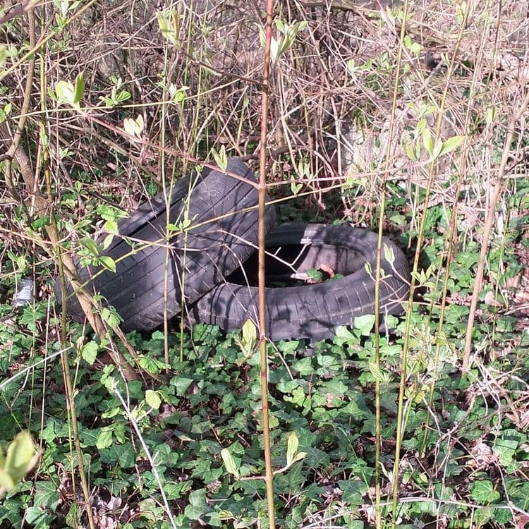 Deux pneus usagés abandonnés au bord d'un chemin forestier 