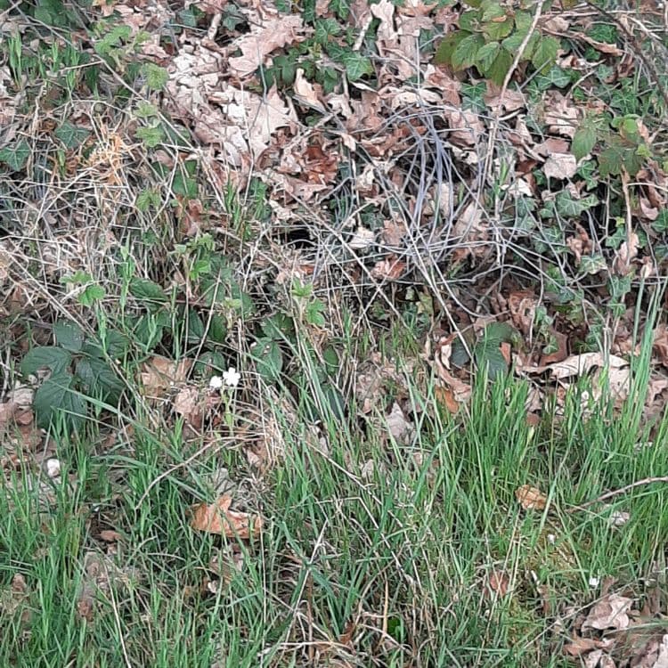 Grillage plié en limite de bois