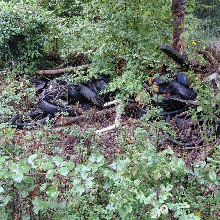 Quantité importante de déchets dans le bosquet