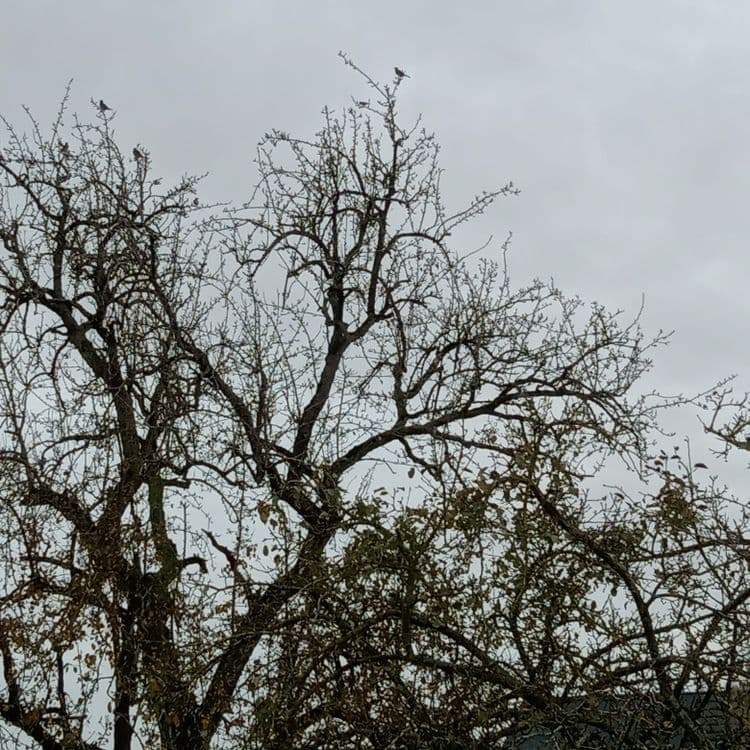 Ce petit bois a malheureusement servi de décharge sauvage 
Donc beaucoup de déchets divers et variés 