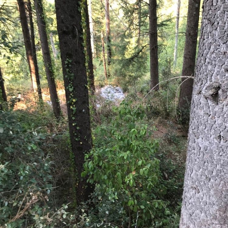 Tas de sacs plastics dans les bois sous la route
