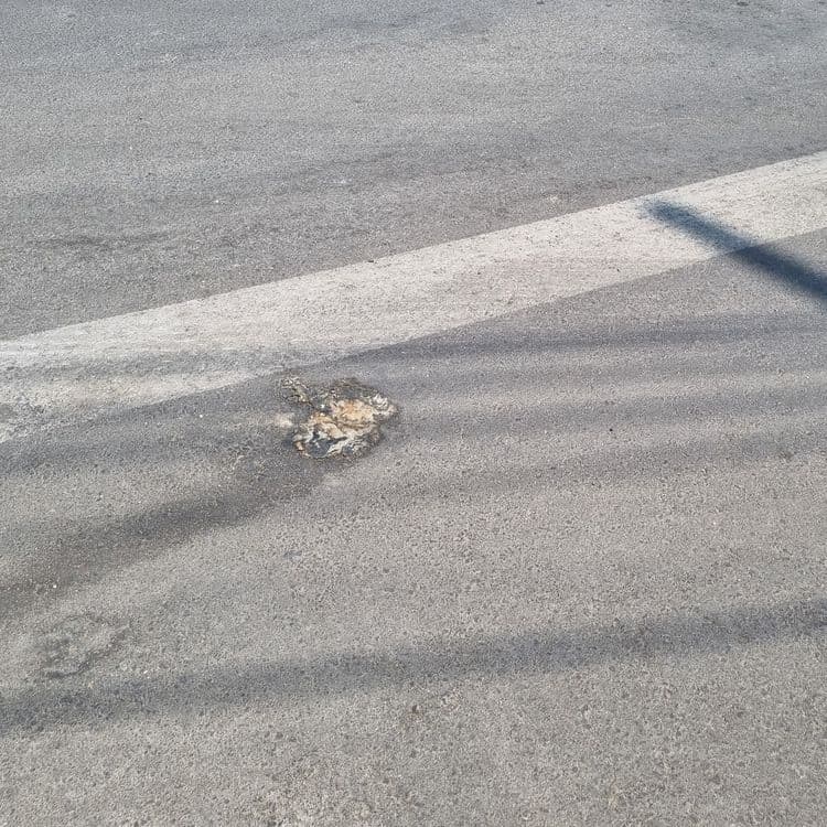 Dead animal crossed over by multiple cars attracting pests. A lot of people walk past it everyday.