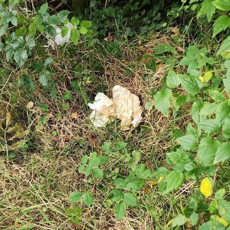 Les déchets abandonnés sont les suivants : un grand morceau de papier ou d'emballage cartonné, de couleur beige froissé, estimé à 1 pièce pour environ 0.2 kg ; et un petit objet blanc froissé, pouvant être du papier ou un sac plastique léger, estimé à 1 pièce pour environ 0.02 kg.