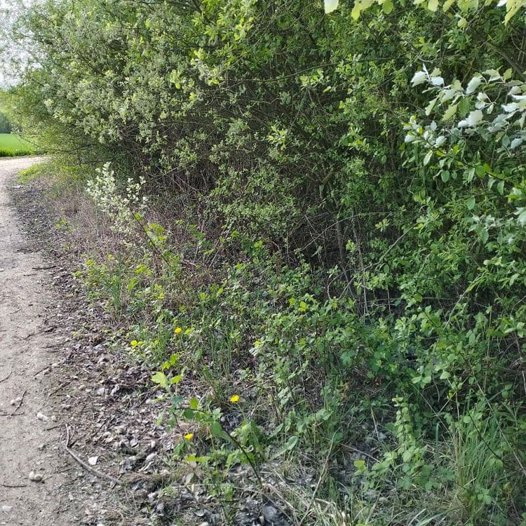 Pneu usagé abandonné au bord d'un chemin 