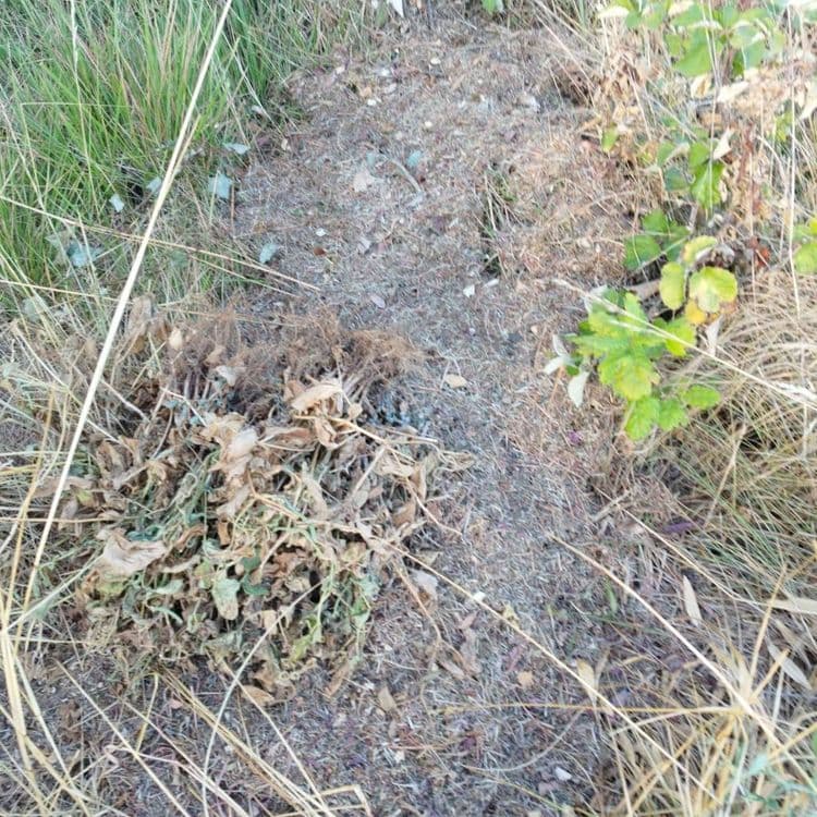 Dépôt de déchets verts récent 
La déchetterie est à 2.5 Km 