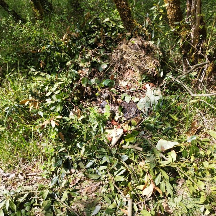 Dépôt de végétaux dans la forêt domaniale à la grande fosse allé 47 commune de Brie 16590
