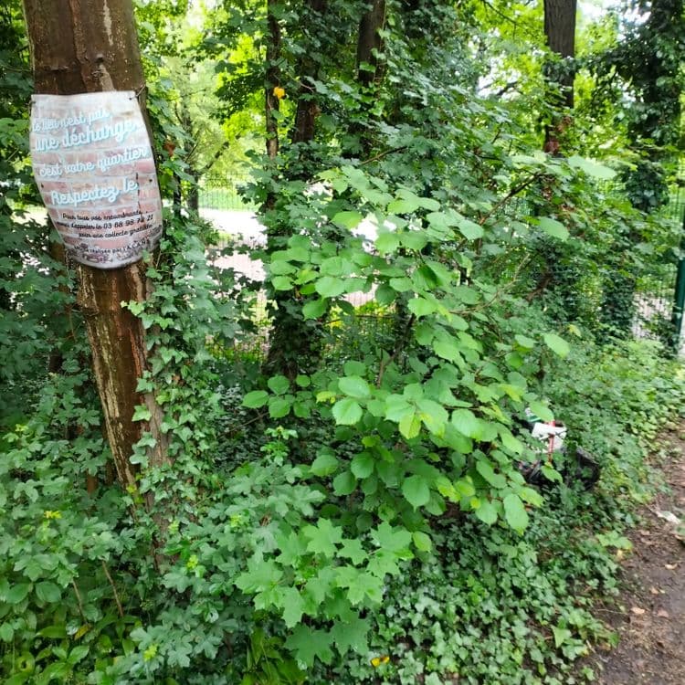 Bouteilles vides et sac poubelle en lisière de forêt 