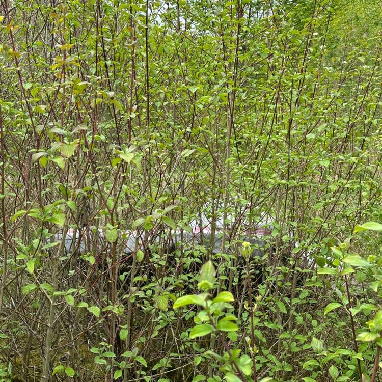 Voici une estimation des déchets présents sur le site :

*   **Pneus** : 2 unités, poids estimé de 10 kg par pneu, soit un total de 20 kg.
*   **Déchets divers dissimulés dans la végétation** : Présence possible de plastiques, métaux ou autres matériaux. L'estimation du poids est difficile en raison du manque de visibilité, mais on peut estimer un minimum de 5 kg.

Les estimations de poids sont des approximations et peuvent varier en fonction de la composition exacte et de l'état des d

échets.
