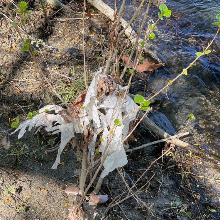 Voici une estimation des déchets présents sur l'image :
* **Sacs en plastique:** Présence d'environ un sac en plastique déchiré, pris dans la végétation. Poids estimé : 50 grammes.