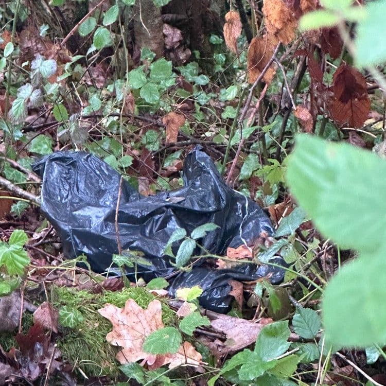 Bjr , je constate un dépôt de déchet animalier dans des sac poubelles. Animaux morts ,Pain , torchon …