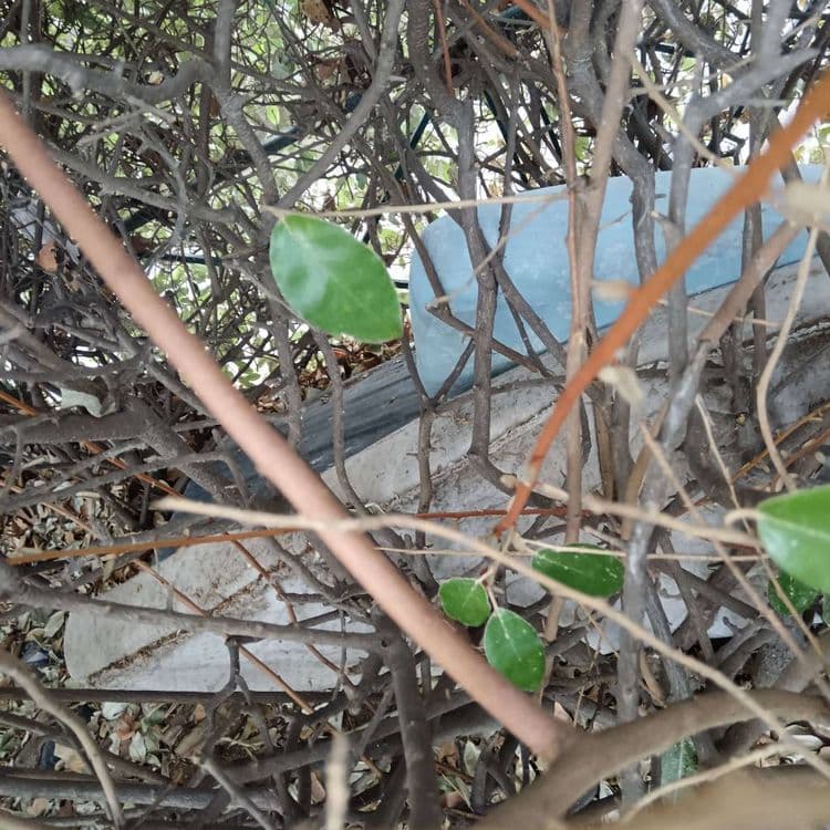 Matelas bleu/blanc abandonné dans le buisson, à côté de la bouche de l'incendie