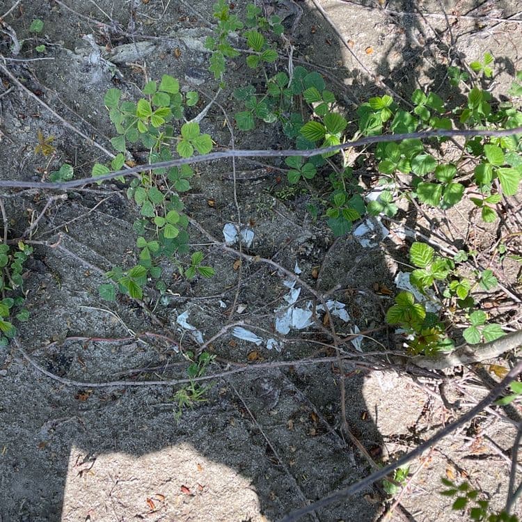Voici l'analyse des déchets présents sur l'image :
On observe principalement des fragments de plastique blanc, probablement issus d'emballages ou de sacs. La quantité de plastique est estimée à environ 0,1 kg.